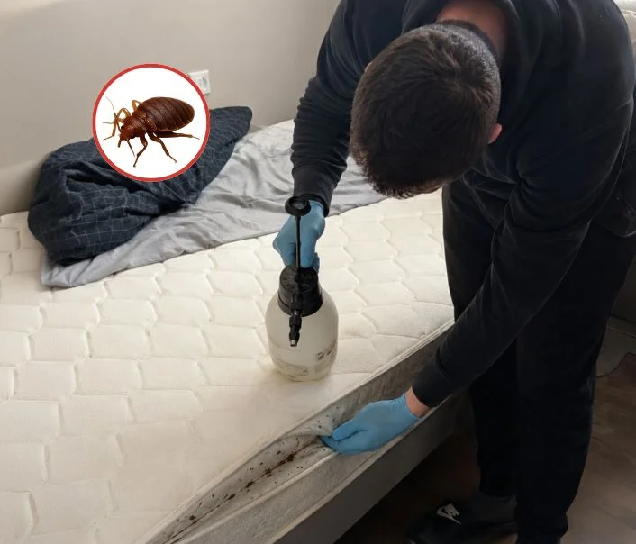 Technicien traitant un matelas contre les punaises de lit à Presles